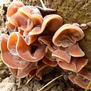 Fungi 101 Talk and Walk at Fern Hollow Nature Center