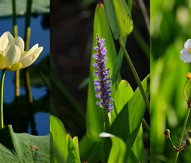 🌺Aquatic Plants🌺
