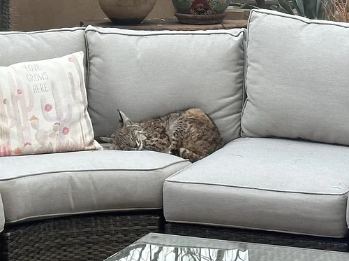 Lecture – Backyard Wildlife
