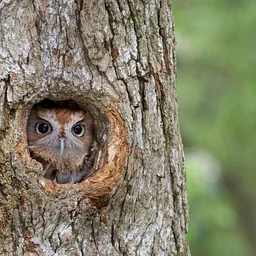 Eco-Family Programs: Owl Prowl