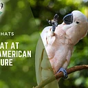 Bird Chat At South American Adventure