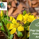 Pop Up Science: Pollination All Around! grades 3-6 