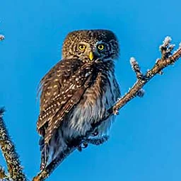 Owl Pellet ID