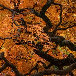 Director’s Garden Walk: Late Fall Color in the Garden