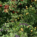 Director’s Garden Walk: Autumn Color, Flowers & Fruits