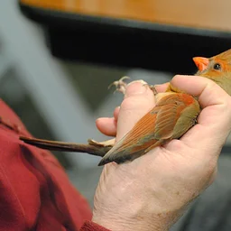 Minnesota Campus Public Bird Banding