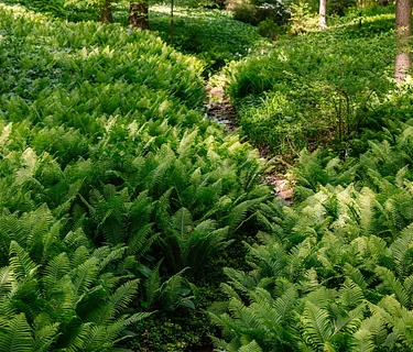 Garden & Estate Insider: Ferns of Winterthur