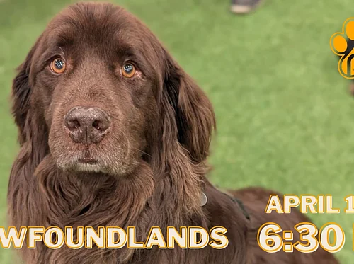 Newfoundland Meet Up