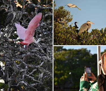 Art & Nature Sunset Tours with the MFA & Tampa Bay Watch Discovery Center