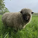 Meet our Animals: Friendly Finewool Sheep