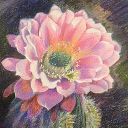 Desert Blooms in Colored Pencil
