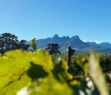 Wine Wedneday: South African Wines