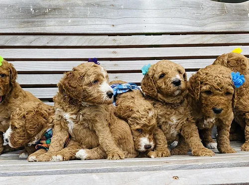 Paws for Cause