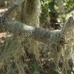 Nature Sunday: Taking a Likin’ to the Lichens of SLO County