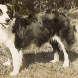 Dog-Gone Spooky: A Lighthouse Halloween Story and Dog Parade