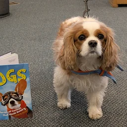 Canine Story Time