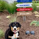 Cutest Dog Contest