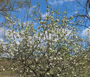 Tree Steward Program Field Training- Irwin Run