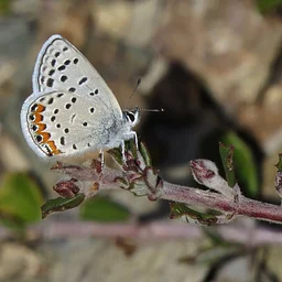 Butterfly Walks