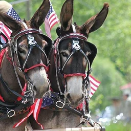 West Virginia Mule and Donkey Show