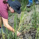 Between the Tides: Salt Marsh Plant Ecology