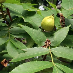 Beginning Botany