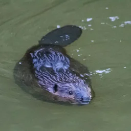 Critter Hunt Kayak