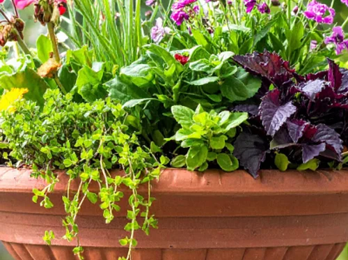 Container Gardening Workshop