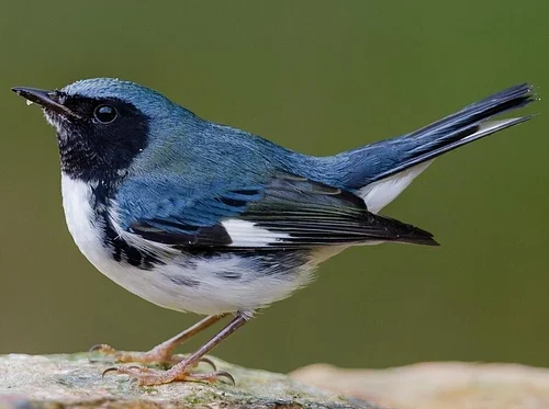 Fairchild Tropical Botanic Garden Birding