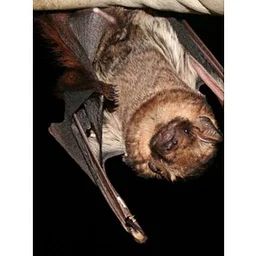 International Bat Week: ʻŌpeʻapeʻa