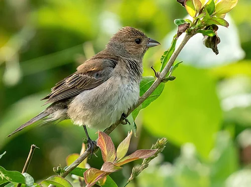 Birding at the Bartlett - July 25