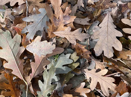 Let It Glow: Protecting Fireflies in the Home Garden (Online)