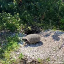 Gopher Tortoise Enhancement Project