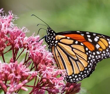A Garden Party for Butterflies: How to be the Ideal Host 