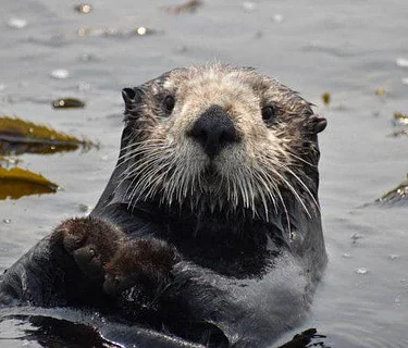 Free Family Day: Learn About Our Coastal Ecosystem