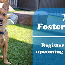 Foster Training Class – Zoom