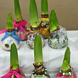 Amaryllis Workshop