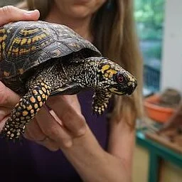 Trailside Turtle Feeding