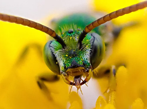 Insect Pollinators of the Blue Ridge