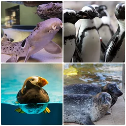 Sparky and Friends: Aquatic Encounters presented by Blaze Credit Union