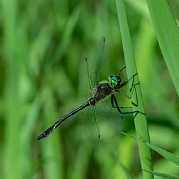 Introduction to Nature Photography