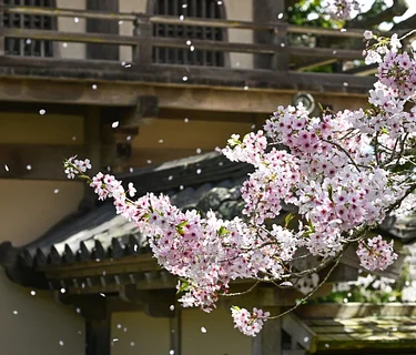 Cherry Blossom: Member Hour