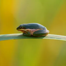 JBS After Dark: Reptiles & Amphibians
