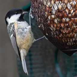 Fall Birding Walks – September Seed Eaters