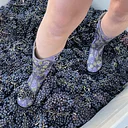 Gunnison Harvest Festival