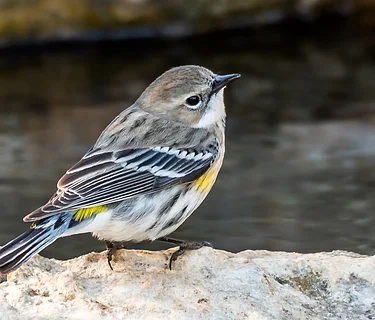 Birds in the Landscape