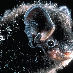 Bats at Dusk – Guided Hike