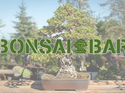 Bonsai Bar