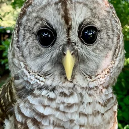 All About Owls, including an Owl Pellet Dissection (Grades 4-6)