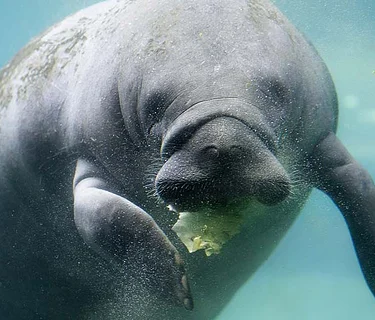 Conservation Connections: Manatee Awareness Month 2026